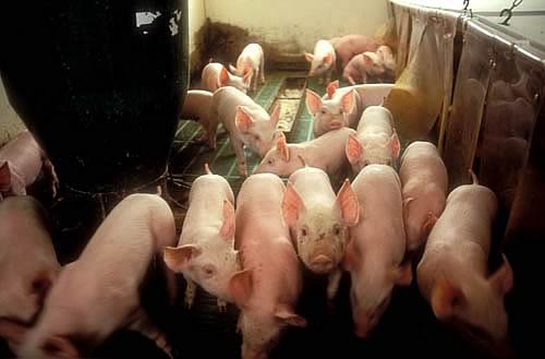 Pigs